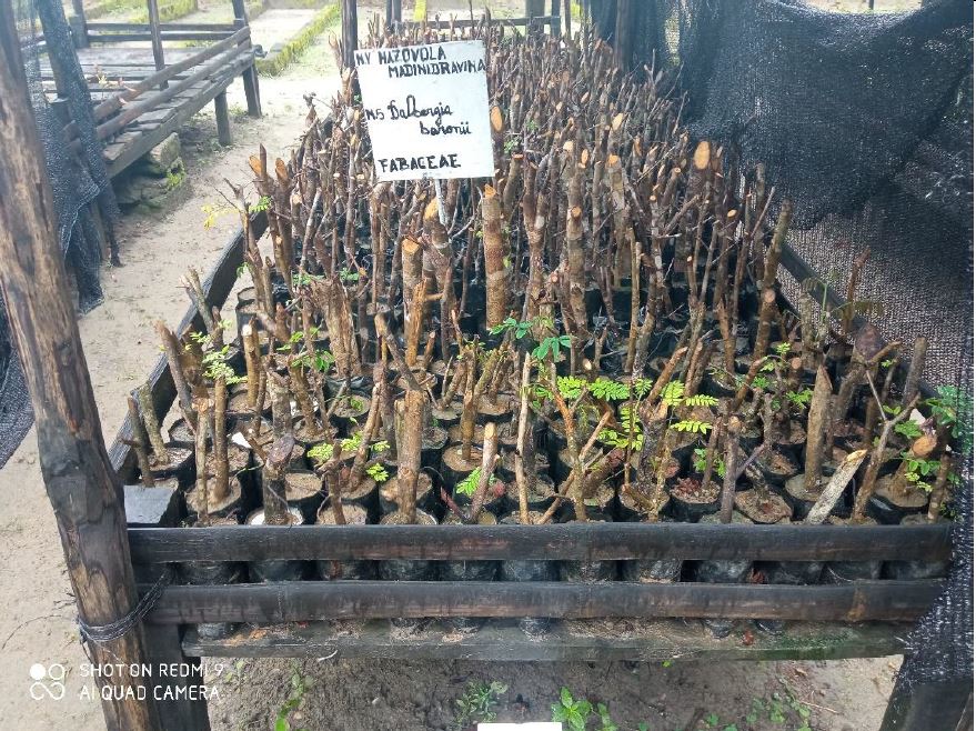 Plants de Dalbergia baronii dans la pépinière